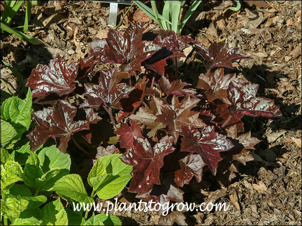 Burnished Bronze Heucherella
This plant was growing in the full sun and was provided with ample water.